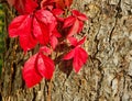 Virginia creeper. Royalty Free Stock Photo
