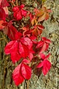 Virginia creeper. Royalty Free Stock Photo