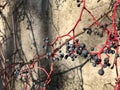 Virginia creeper, berries crawling on the cement wall