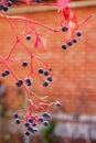 Virginia creeper berries on orange brick background of countryside house. Nature autumn close up