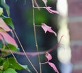 Virginia Creeper blurred leaves Royalty Free Stock Photo