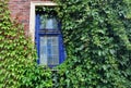 Virginia creeper and old window Royalty Free Stock Photo