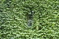 Virginia creeper covered wall with window