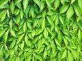 Virginia creeper with green leaves on a wall