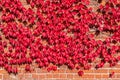 Virginia Creeper Growing on Red Brick Wall