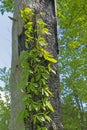 Virginia Creeper Growing up s Tree Scar