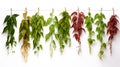 Virginia creeper hanging group plants isolated on white background