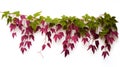 Virginia creeper hanging group plants isolated on white background