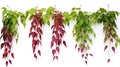 Virginia creeper hanging group plants isolated on white background