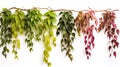 Virginia creeper hanging group plants isolated on white background