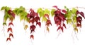 Virginia creeper hanging group plants isolated on white background