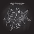Virginia creeper indigofera tinctoria , or five-leaved ivy, five-finger, ornamental and medicinal plant
