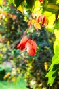 Virginia creeper leaves illuminated by sun