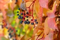 Virginia Creeper Parthenocissus Quinquefolia in autumn season, close-up Royalty Free Stock Photo