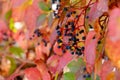 Virginia Creeper Parthenocissus Quinquefolia in autumn season, close-up Royalty Free Stock Photo