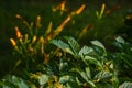 Virginia Creeper Parthenocissus quinquefolia With Daylily Background Royalty Free Stock Photo