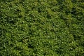 Virginia creeper Parthenocissus quinquefolia Royalty Free Stock Photo