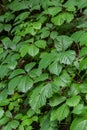 Virginia creeper Parthenocissus Quinquefolia green leaves covering a wall Royalty Free Stock Photo