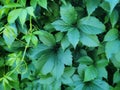 Virginia creeper Parthenocissus Quinquefolia green leaves covering a wall. Royalty Free Stock Photo