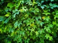 Virginia creeper Parthenocissus Quinquefolia green leaves covering a wall. Royalty Free Stock Photo