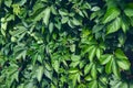 Virginia creeper Parthenocissus Quinquefolia green leaves covering a wall close-up Royalty Free Stock Photo