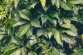 Virginia creeper Parthenocissus Quinquefolia green leaves covering a wall close-up Royalty Free Stock Photo