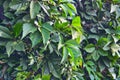 Virginia creeper Parthenocissus Quinquefolia green leaves covering a wall close-up Royalty Free Stock Photo