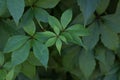 Virginia creeper Parthenocissus Quinquefolia green leaves covering a wall. Royalty Free Stock Photo