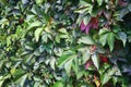 Virginia creeper Parthenocissus Quinquefolia green leaves covering a wall close-up. Royalty Free Stock Photo