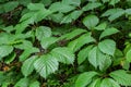 Virginia creeper Parthenocissus Quinquefolia green leaves covering a wall Royalty Free Stock Photo