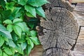 Virginia creeper Parthenocissus Quinquefolia green leaves covering a wooden wall Royalty Free Stock Photo