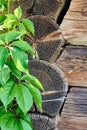 Virginia creeper Parthenocissus Quinquefolia green leaves covering a wooden wall Royalty Free Stock Photo