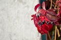 Virginia creeper, parthenocissus quinquefolia. Copy space Royalty Free Stock Photo