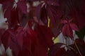 Virginia Creeper Parthenocissus quinquefolia Royalty Free Stock Photo