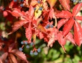 Virginia creeper (Parthenocissus quinquefolia) Royalty Free Stock Photo