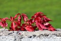 Virginia creeper or Parthenocissus quinquefolia climber plant with decorative bright red leaves growing over concrete wall