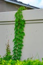 Virginia creeper, Parthenocissus quinquefolia plant Royalty Free Stock Photo
