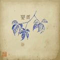 Virginia creeper plant branch with leaves sketch hand drawn vector illustration with hyeroglyph. Oriental ink painting