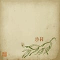 Virginia creeper plant branch with leaves sketch hand drawn vector illustration with hyeroglyph. Oriental ink painting