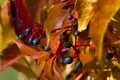 Virginia creeper plant. Five-leaved ivy fruits. Leaves background Royalty Free Stock Photo