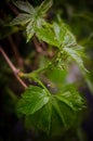 Virginia creeper, rain Royalty Free Stock Photo