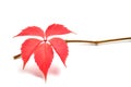 Virginia creeper Royalty Free Stock Photo