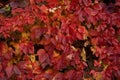 Virginia Creeper's deep red leaves