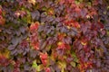 Virginia Creeper coloful leaves in fall