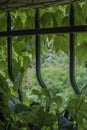 Virginia creeper in small window with cast iron bars Royalty Free Stock Photo
