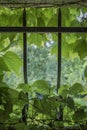 Virginia creeper in small window with cast iron bars Royalty Free Stock Photo