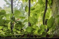 Virginia creeper in small window with cast iron bars Royalty Free Stock Photo