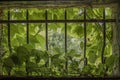 Virginia creeper in small window with cast iron bars Royalty Free Stock Photo