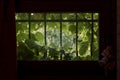 Virginia creeper in small window with cast iron bars Royalty Free Stock Photo
