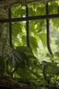 Virginia creeper in small window with cast iron bars Royalty Free Stock Photo